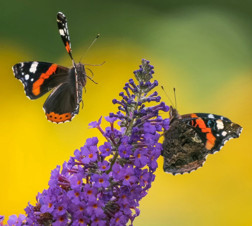 Flutter bys (Picture: Andrew Fusek-Peters/SWNS)