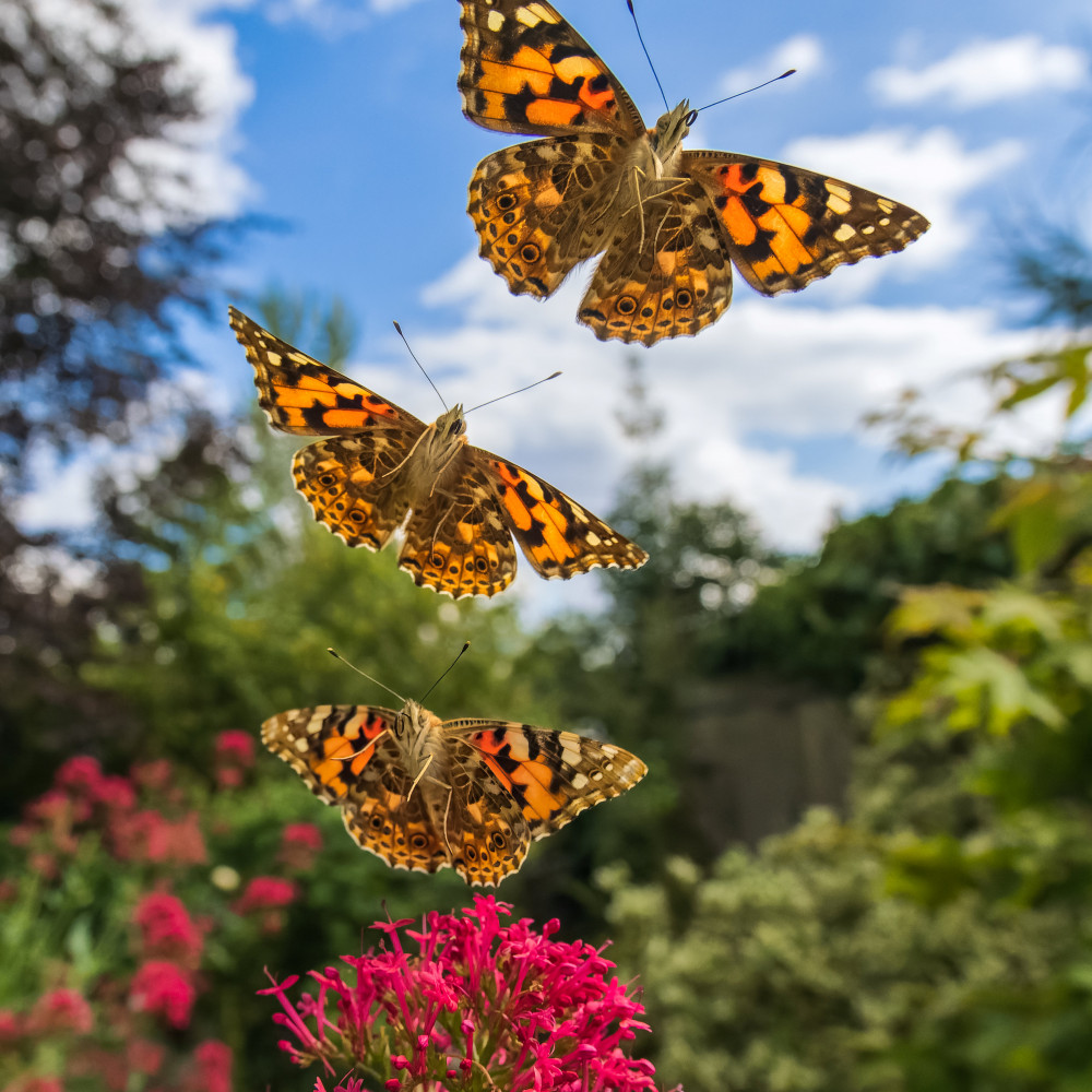 Flutter bys (Picture: Andrew Fusek-Peters/SWNS)