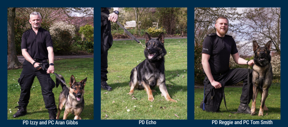 Police Dog (PD) Echo, Izzy and Reggie are now fully-fledged general-purpose police dogs after recently passing an intense 13-week training programme (Image via Leicestershire Police)