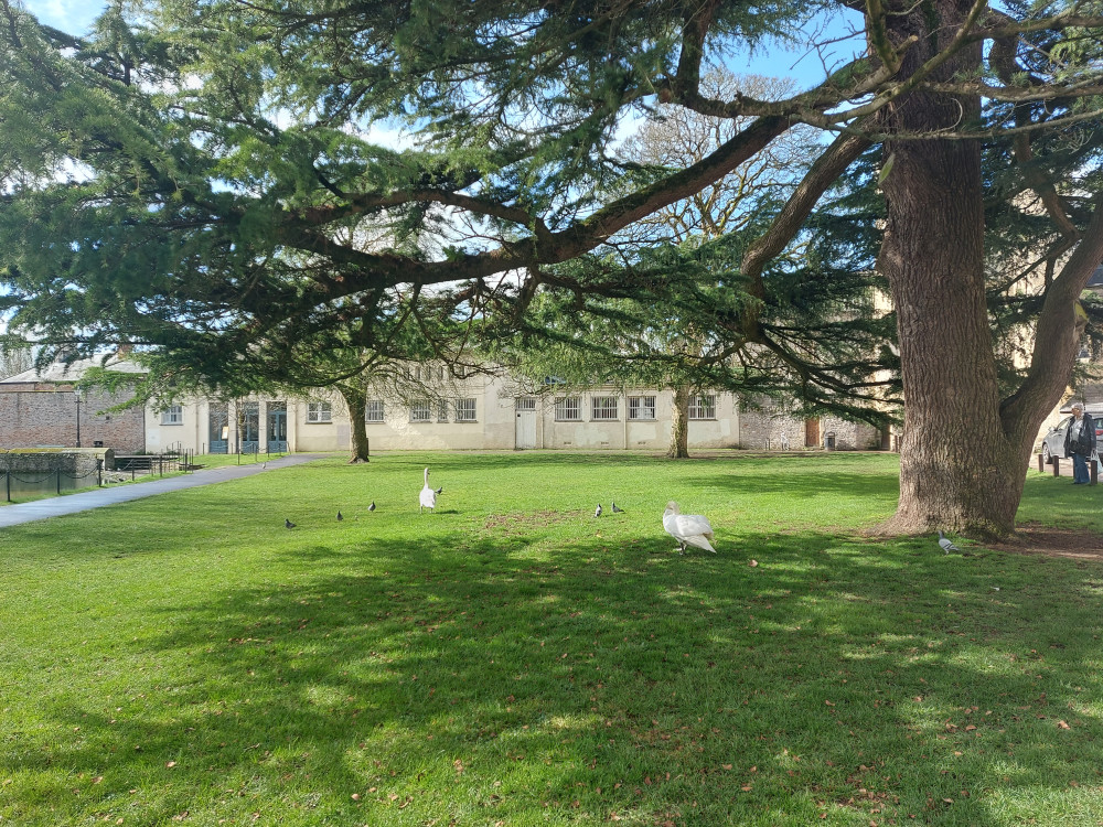 Like swans in Wells...the right to roam is important 