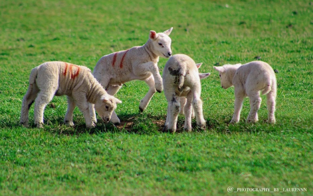 Love lambs (Picture: Lauren Hyde)