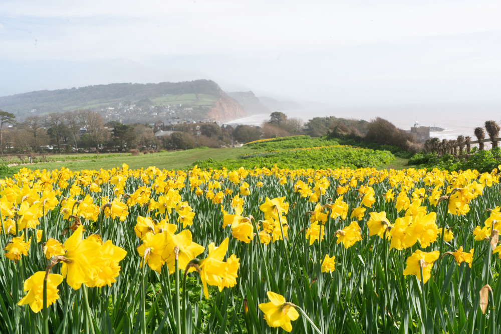 The daffodils on Peak Hill, Sidmouth (Jon Mills)