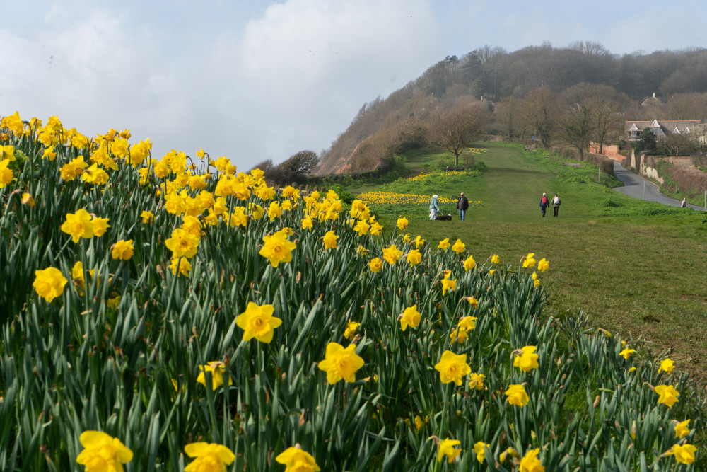 The daffodils on Peak Hill, Sidmouth (Jon Mills)