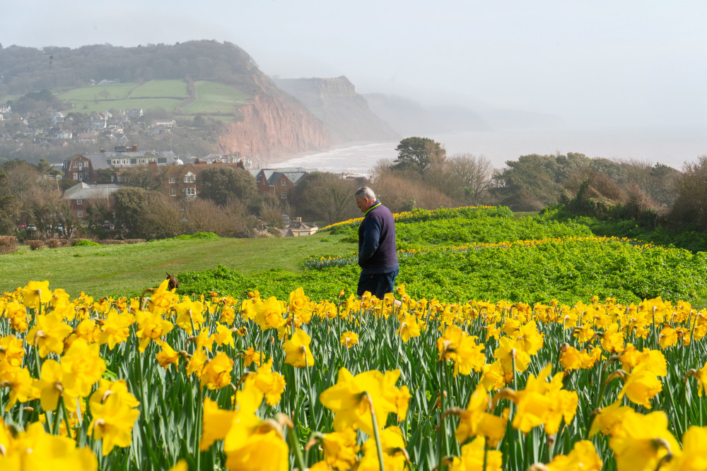 The daffodils on Peak Hill, Sidmouth (Jon Mills)