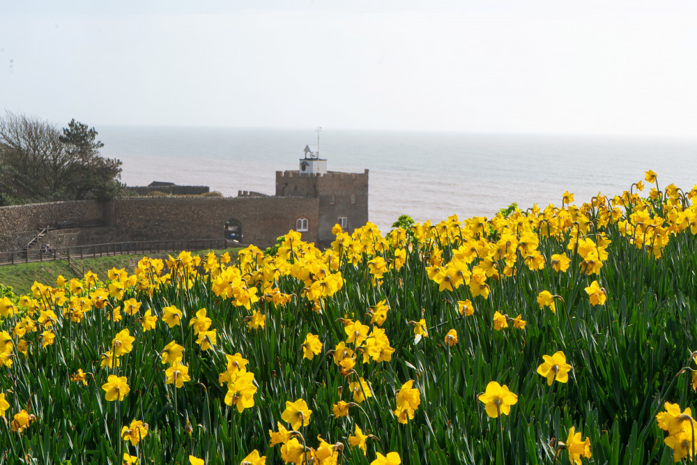 The daffodils on Peak Hill, Sidmouth (Jon Mills)