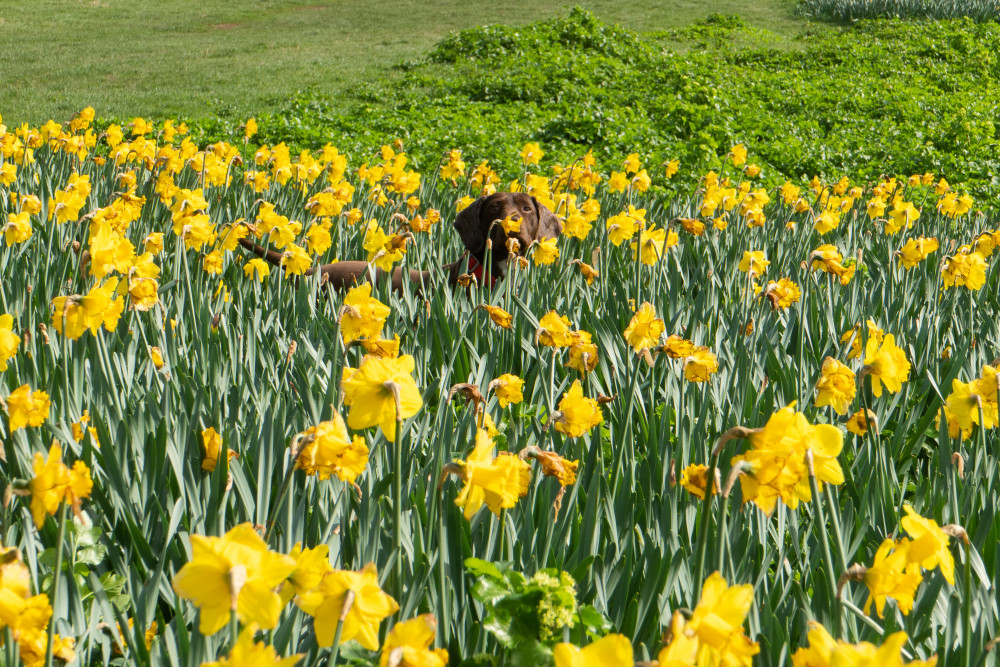 The daffodils on Peak Hill, Sidmouth (Jon Mills)