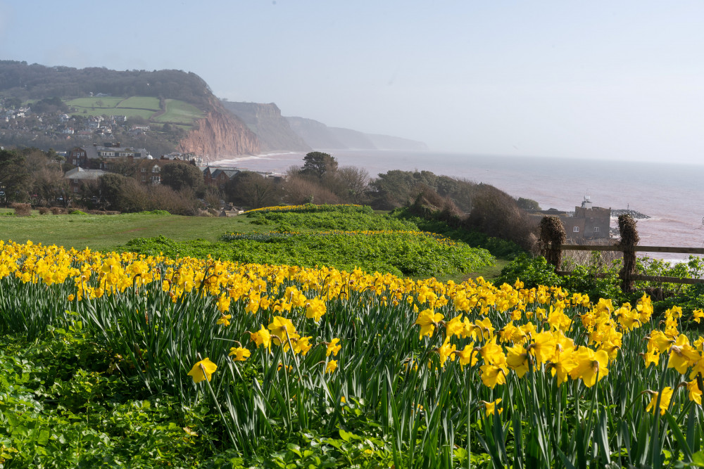 The daffodils on Peak Hill, Sidmouth (Jon Mills)