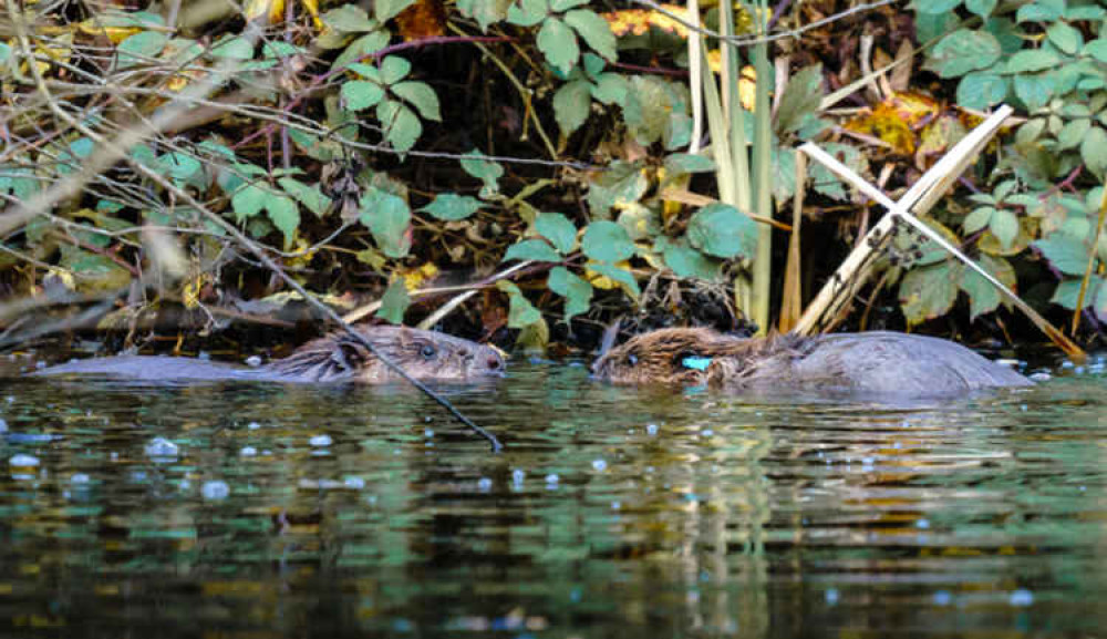 The Hatchmere beavers (male on the left, female on the right). Image: Rachel Bradshaw The Hatchmere beavers (male on the left, female on the right). Image: Rachel Bradshaw