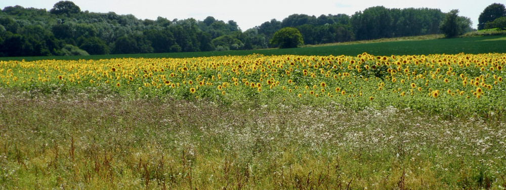 Sunflowers (Picture: Nub News)