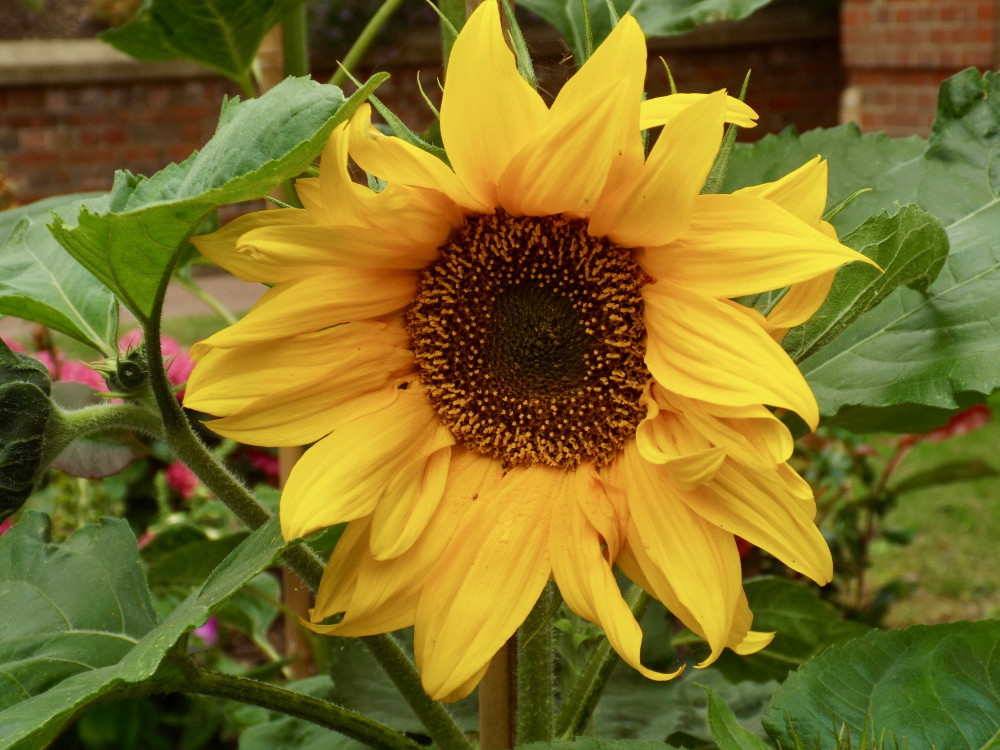 Sunflower (Picture: Nub News)