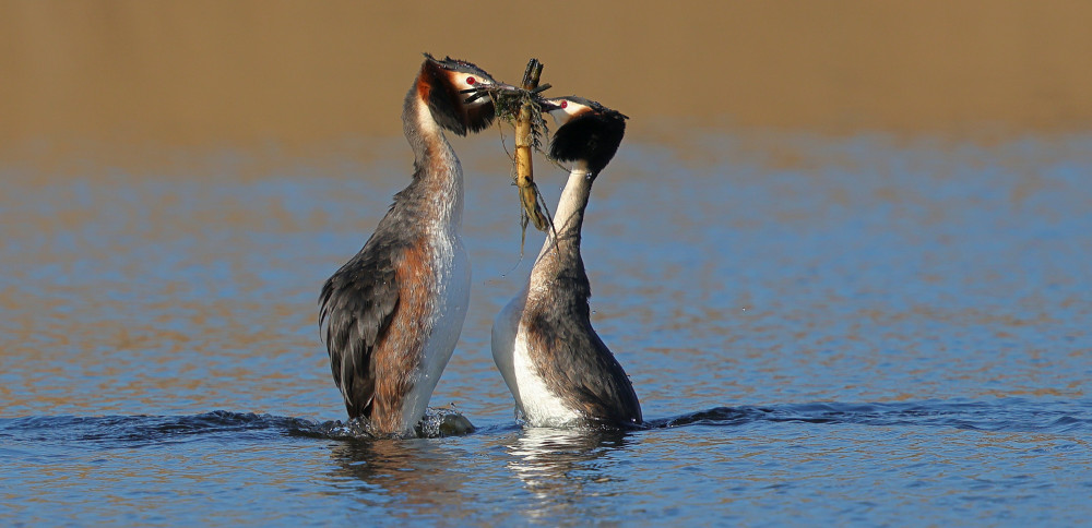 Grebes courting (Picture: SWNS)