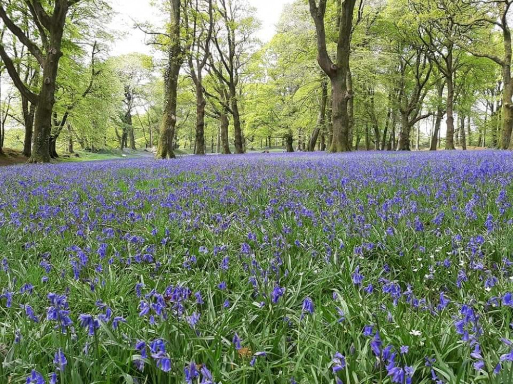 Bluebells at Blackbury Camp, near Seaton (photo credit: Niki Thew) Bluebells at Blackbury Camp, near Seaton (photo credit: Niki Thew)