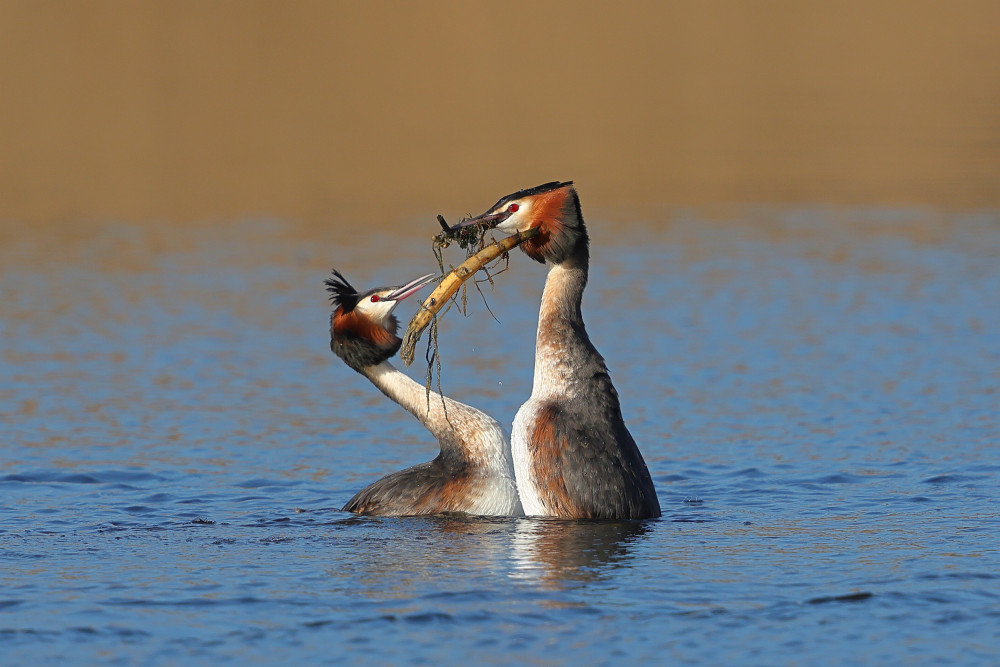 Robin Morrison was at RSPB Ham Wall when he spotted an elaborate display by great crested grebe.