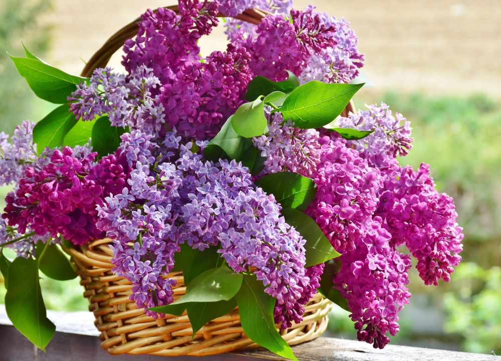 Lilac basket (Picture: Pixabay)