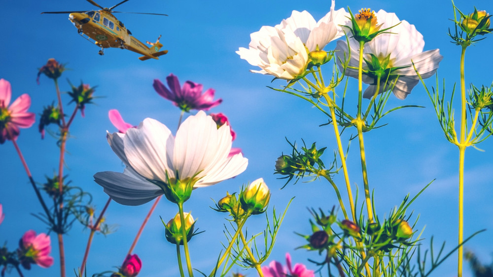 Dorset and Somerset Air Ambulance is encouraging residents to open up their gardens