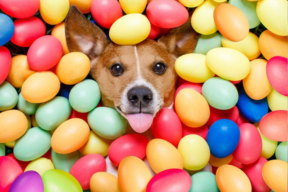 Hounds & Hooves offer tips on how to keep your dog happy and calm this Easter weekend