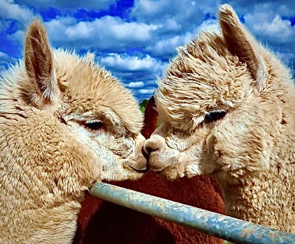 Image: Charnwood Forest Alpaca Farm