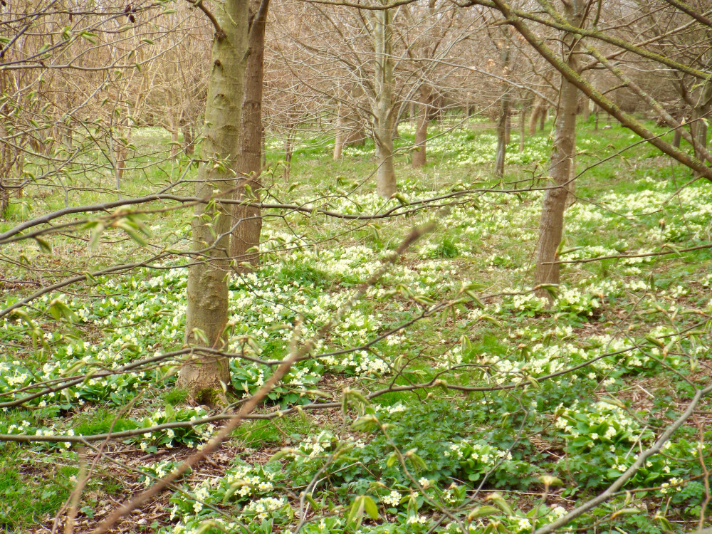 Primroses (Picture: Nub News)