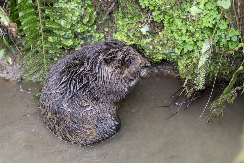 West Dorset Wilding is considering releasing beavers into the Brit catchment (photo credit: Sam Rose)