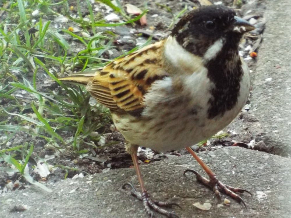 Male reed bunting. (Photo: David Harrison) 