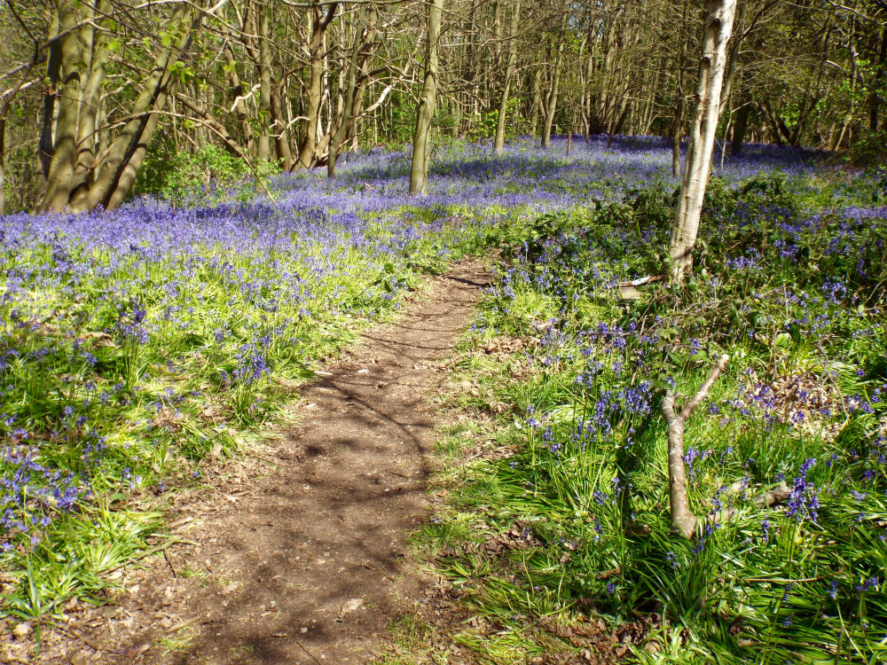 Bluebell carpet (Picture: Nub News)