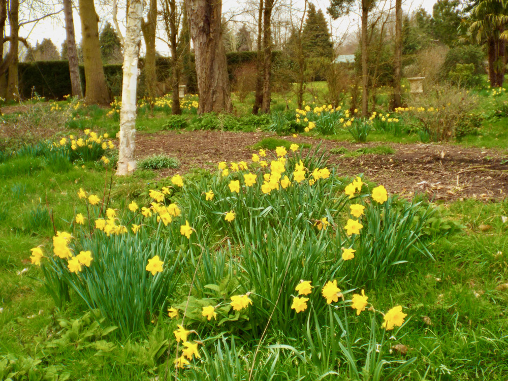 Easter daffs (Picture: Nub News)