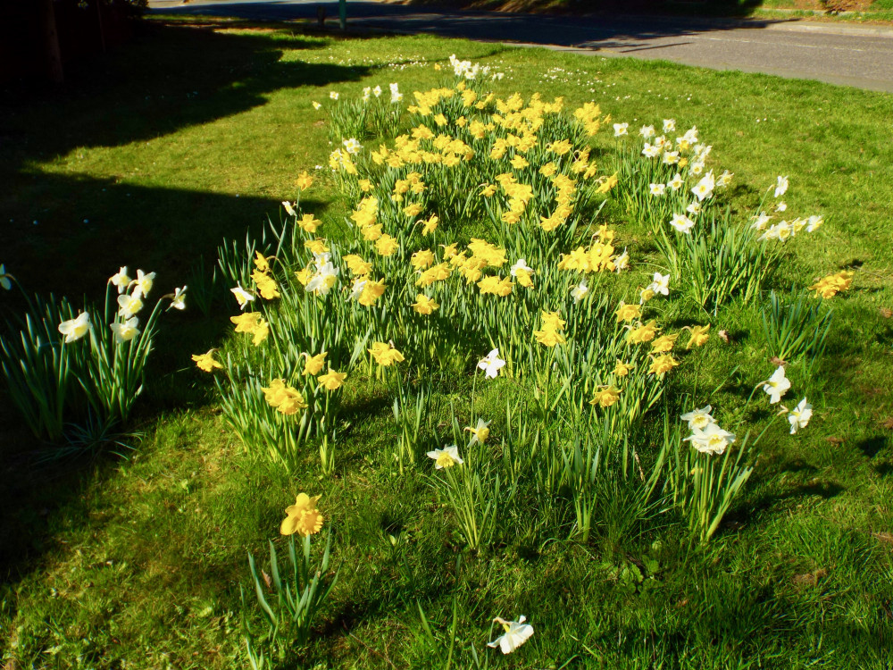 Daffs in Felixstowe (Picture: Nub News)