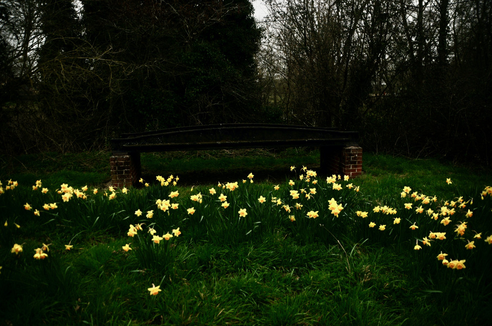 Hadleigh daffs (Picture: Nub News)