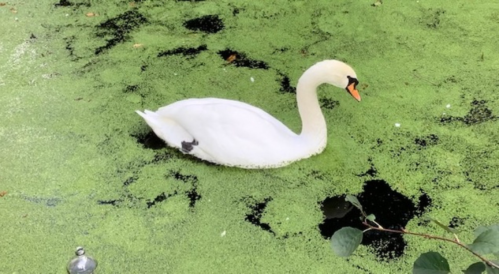 Swan life (Picture: Catherine Carr)