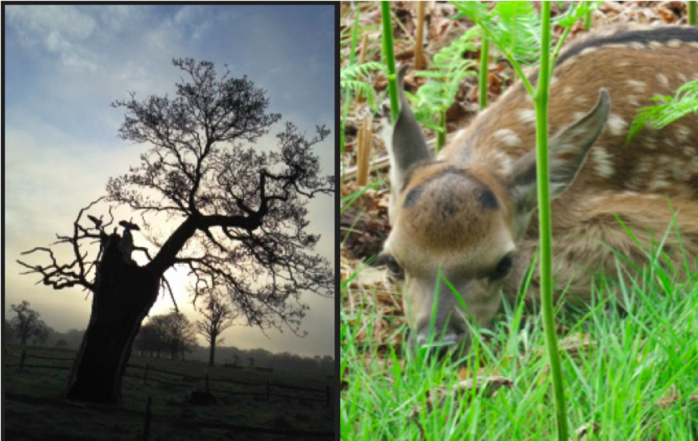 Local charity Friends of Bushy and Home Parks (FBHP) is issuing a rallying call to all photographers as it seeks entries for its 2024 Friends' Calendar (Credit: FBHP)