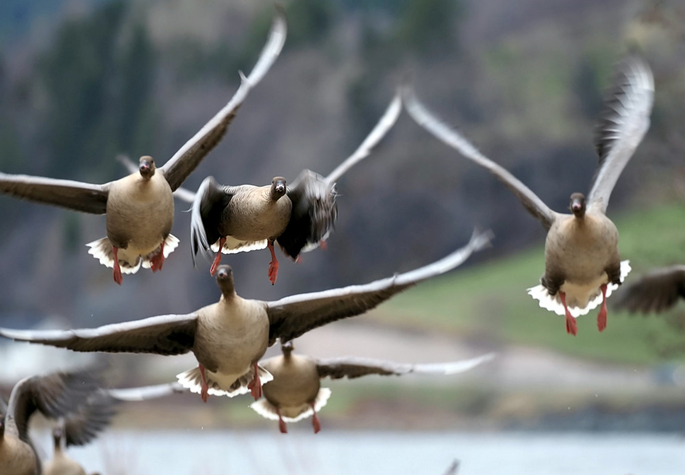 Migrating geese (Picture:SWNS) Migrating geese (Picture:SWNS)