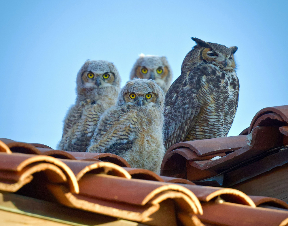 Great Horned Owls (Picture: Mark Koster/SWNS) Great Horned Owls (Picture: Mark Koster/SWNS)