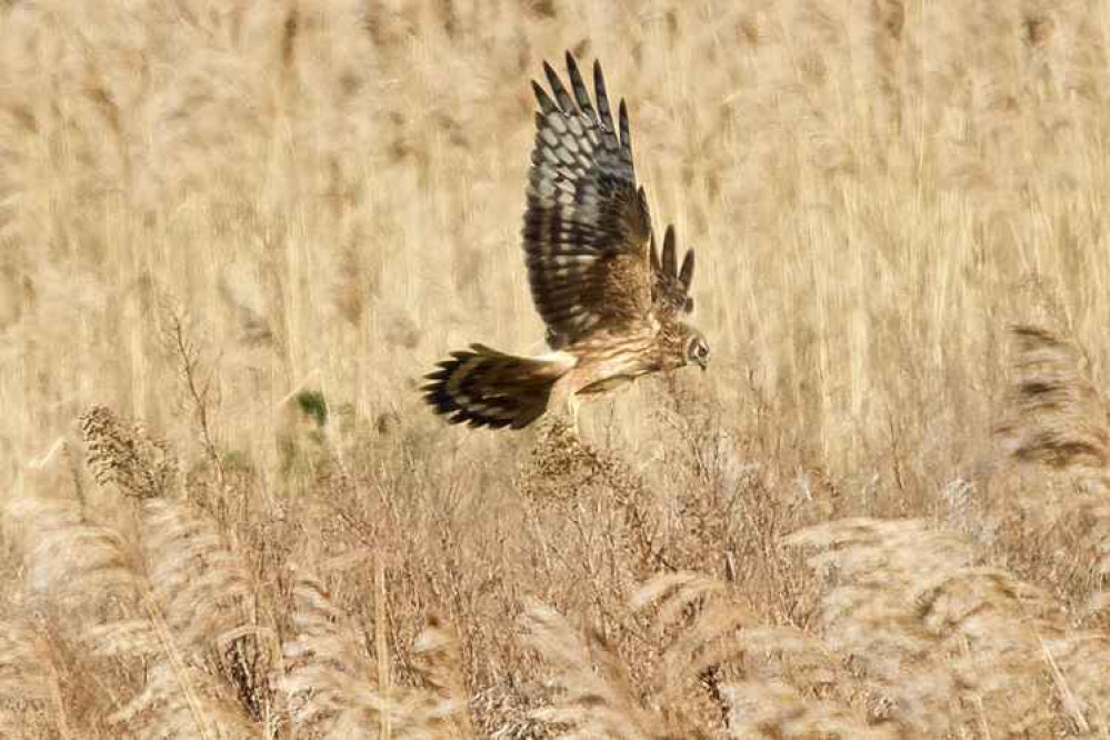 The 'ringtail' - a rare female hen harrier on Frodsham Marsh, captured by Duncan Cowley The 'ringtail' - a rare female hen harrier on Frodsham Marsh, captured by Duncan Cowley
