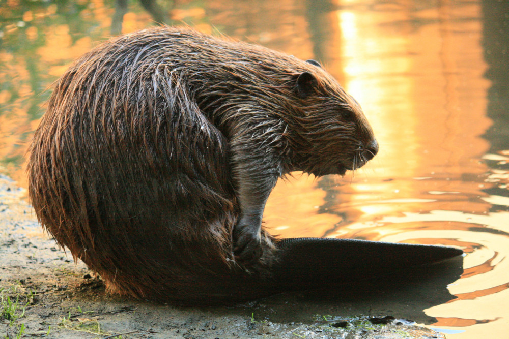 Wildlife projects in Ealing receive additional funding from Sadiq Khan. Photo by Cheryl Reynolds, Courtesy of Worth a Dam.