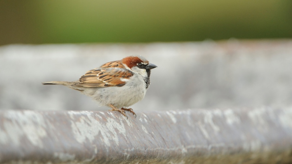 House sparrow (Picture:RSPB) House sparrow (Picture:RSPB)
