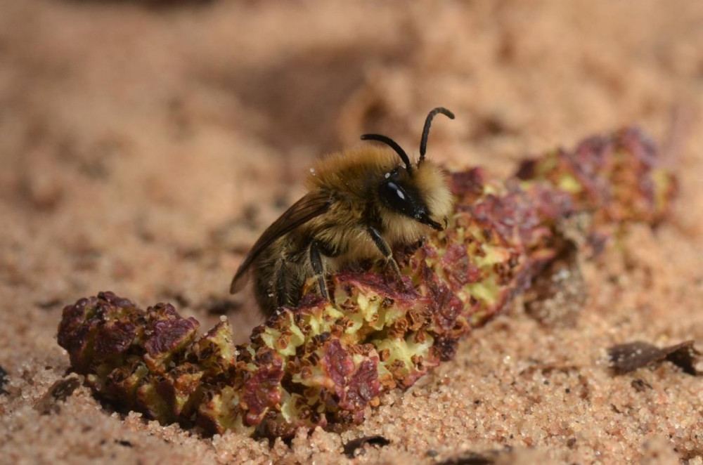 Colletes cunicularius, also known as the Spring Plasterer Bee, was spotted at Ryton Pools Country Park (image via Warwickshire County Council) Colletes cunicularius, also known as the Spring Plasterer Bee, was spotted at Ryton Pools Country Park (image via Warwickshire County Council)