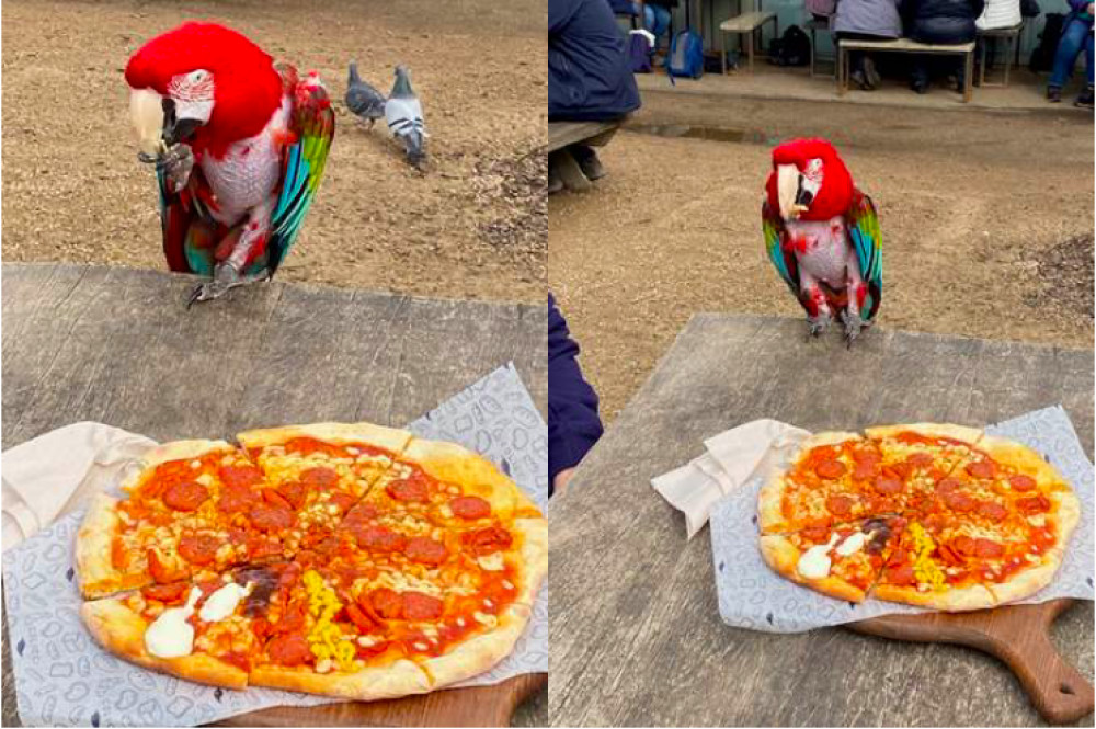 The-13-year-old green-winged macaw called Sara