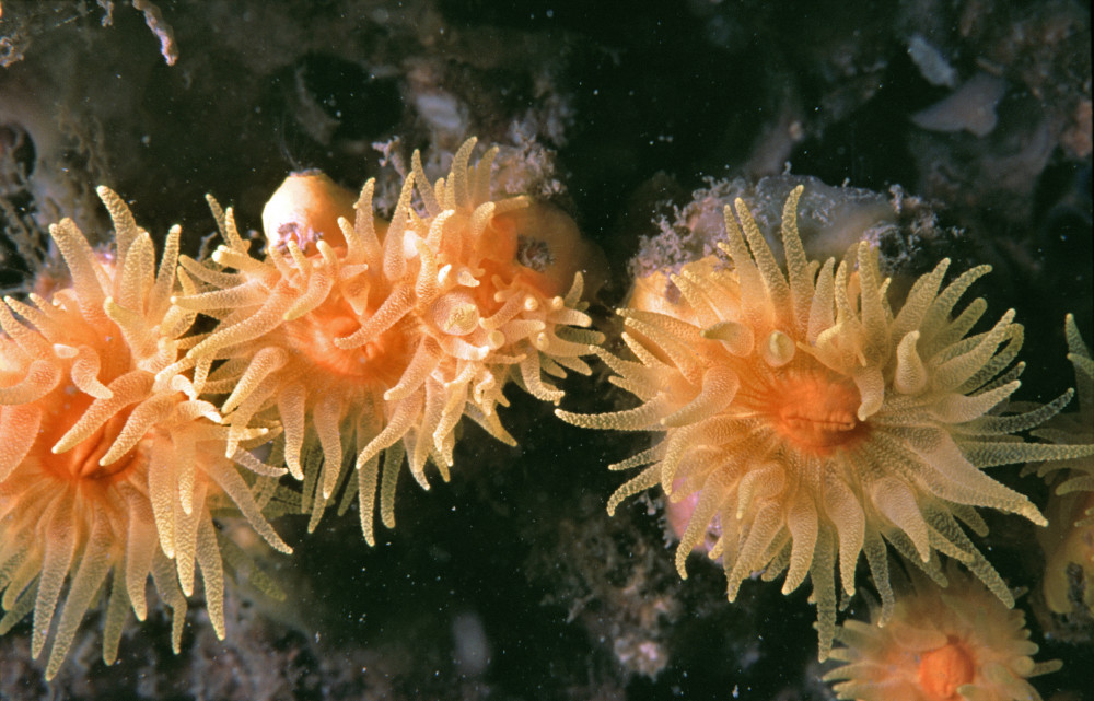 Sunset corals (credit Colin Munro)