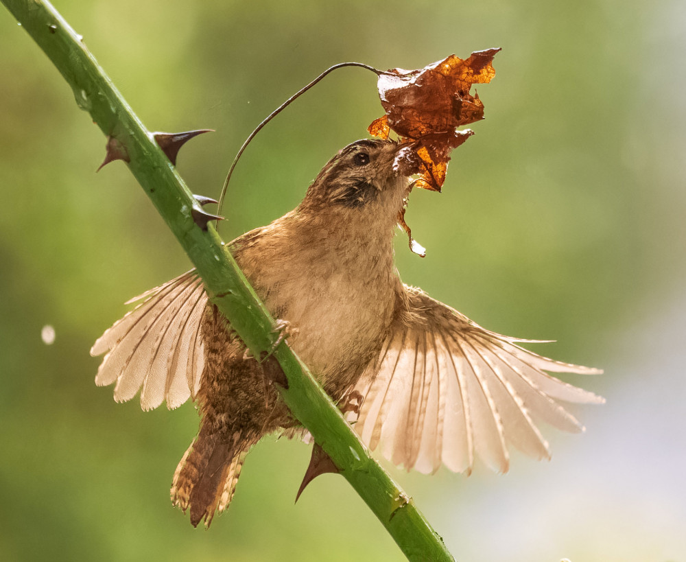 Loud wrens (Picture: Andrew Fusak-Peters/SWNS)