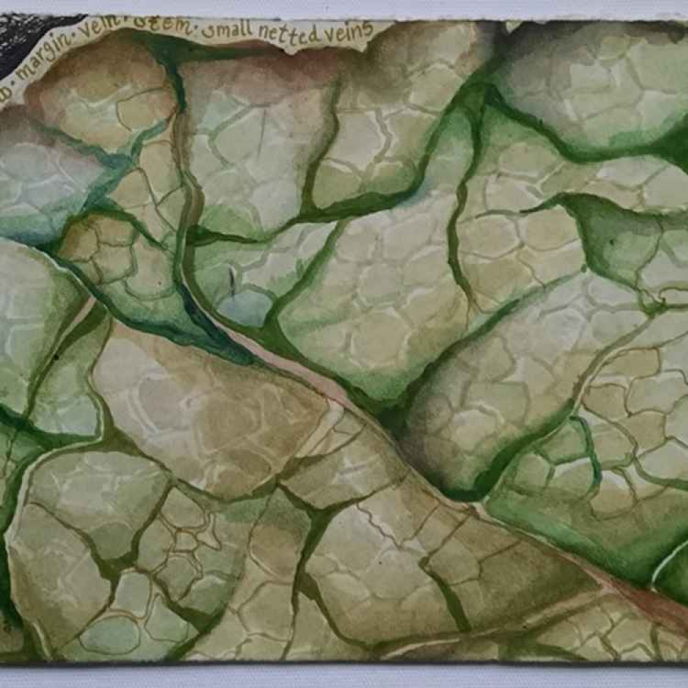 'Small Netted Veins' by Sue Marsden 'Small Netted Veins' by Sue Marsden