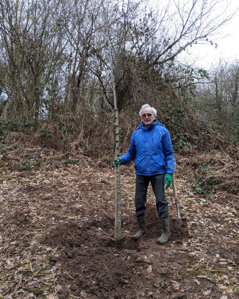 Tom Blundell, tree warden and member of Hob Hey Wood Friends Group, plants the disease-resistant elm Tom Blundell, tree warden and member of Hob Hey Wood Friends Group, plants the disease-resistant elm