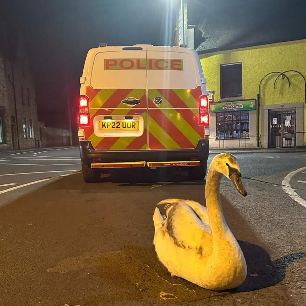 Watch as Wells police officer tackles feathered fugitive, delight onlookers, and channels his inner action movie star