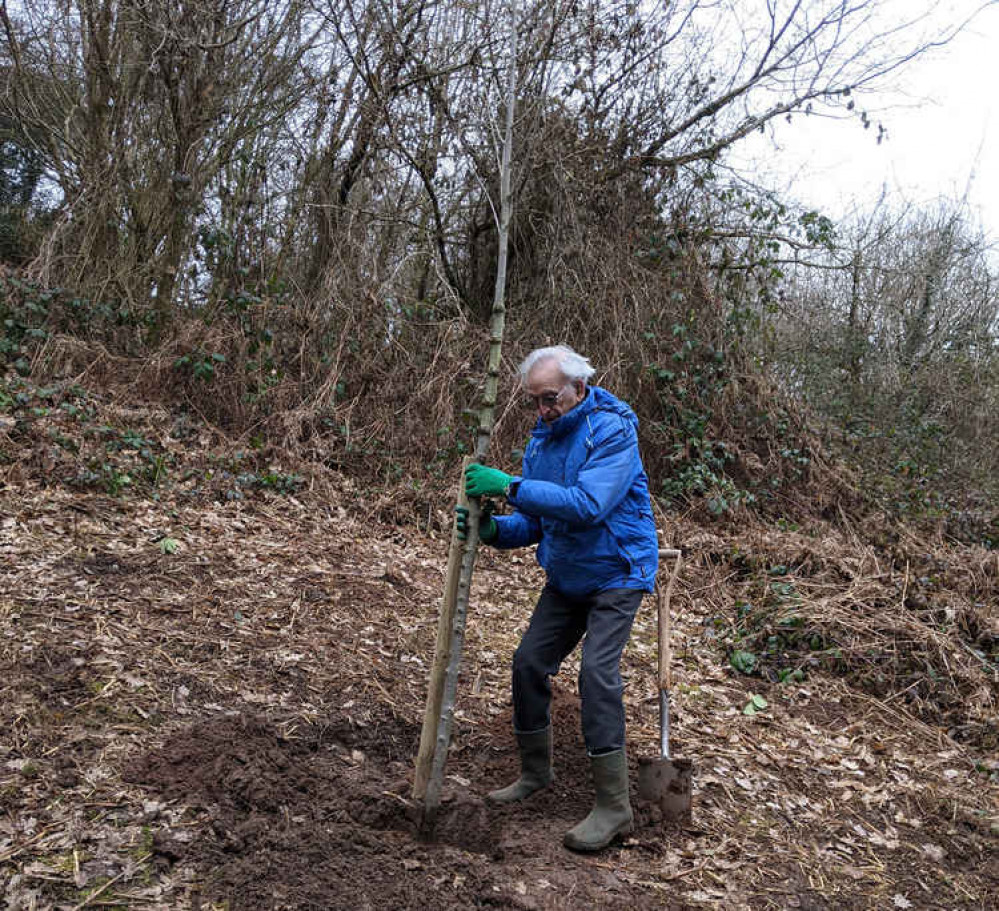 Tom Blundell, tree warden and member of Hob Hey Wood Friends Group, plants the disease-resistant elm Tom Blundell, tree warden and member of Hob Hey Wood Friends Group, plants the disease-resistant elm