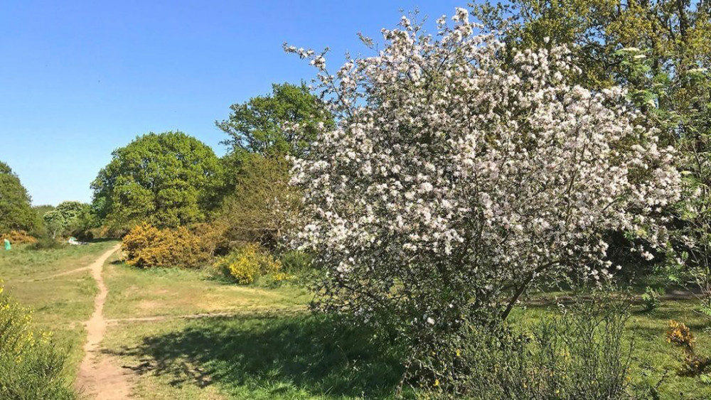 Spring Apple blossom on the Common (Credit Friends of Barnes Common)