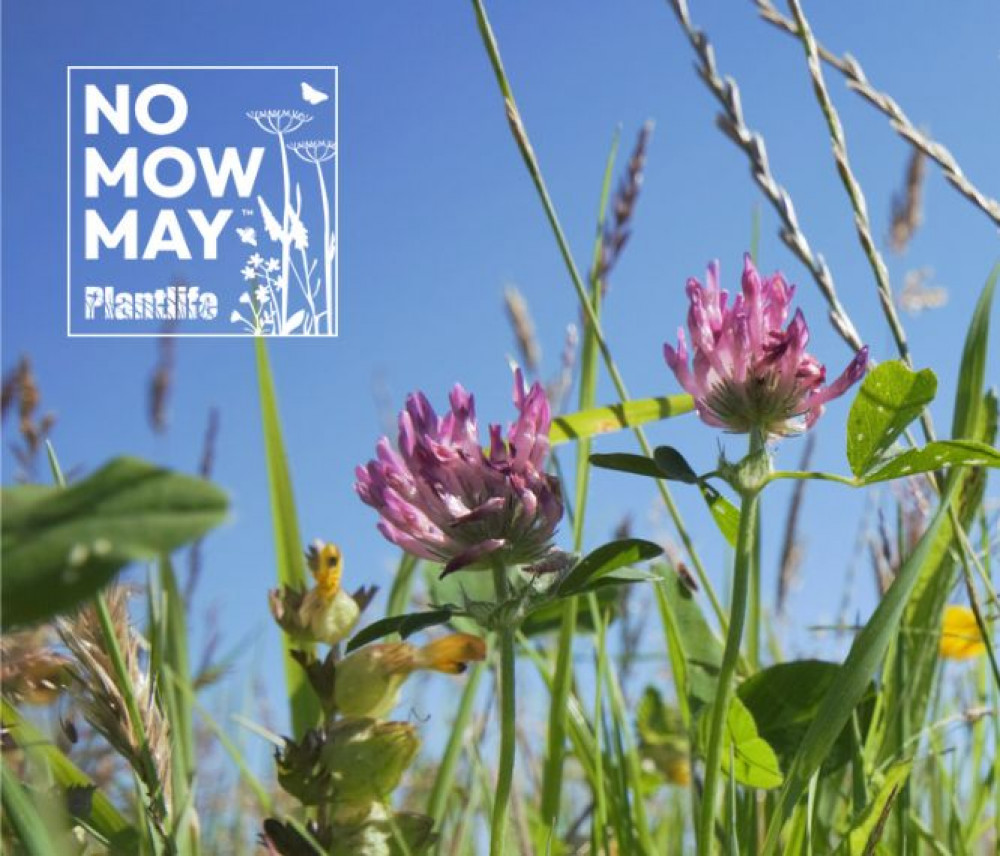 No Mow May is run by charity Plantlife (image supplied)