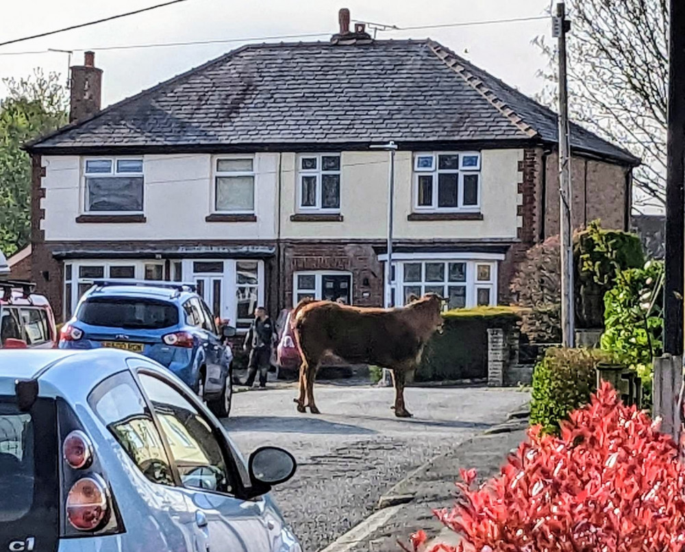 Andy Lumb was leaving his Wells Avenue house in Haslington and walking to school with his four and 6-year-old daughters - when a bull 'clattered past on the pavement' right in front of them (Nub News).