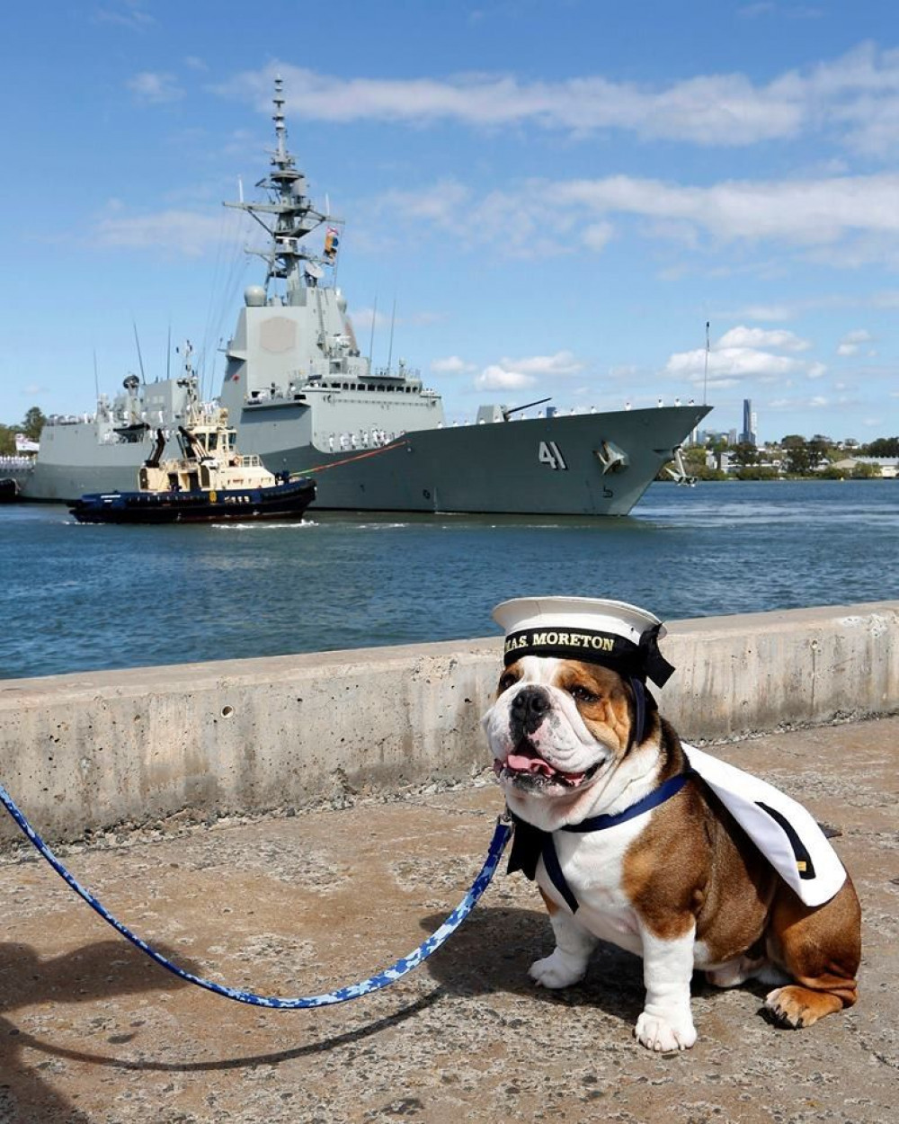 Bulldog on patrol (Picture: SWNS)