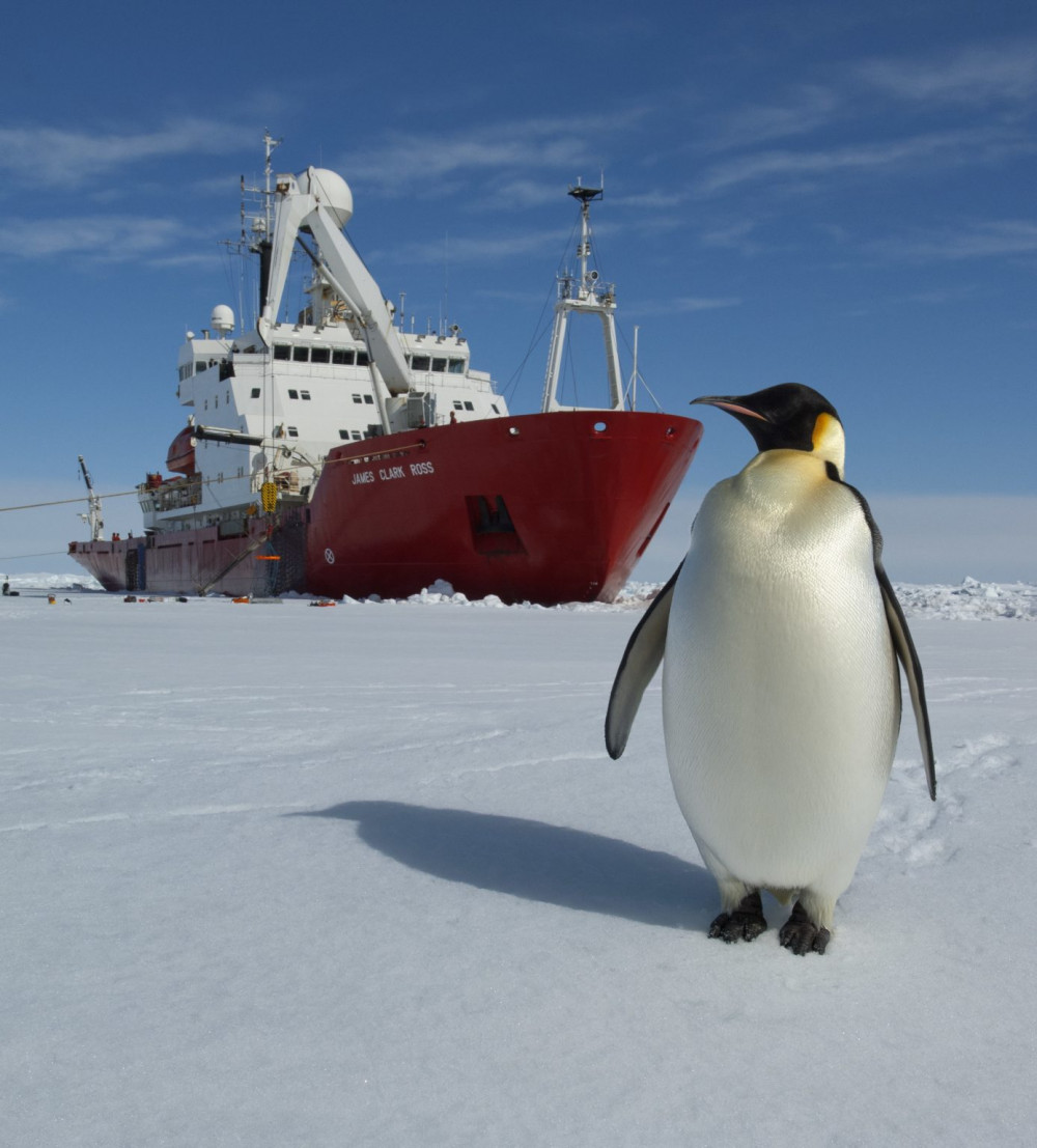 World Penguin Day (Picture: James Clark Ross)