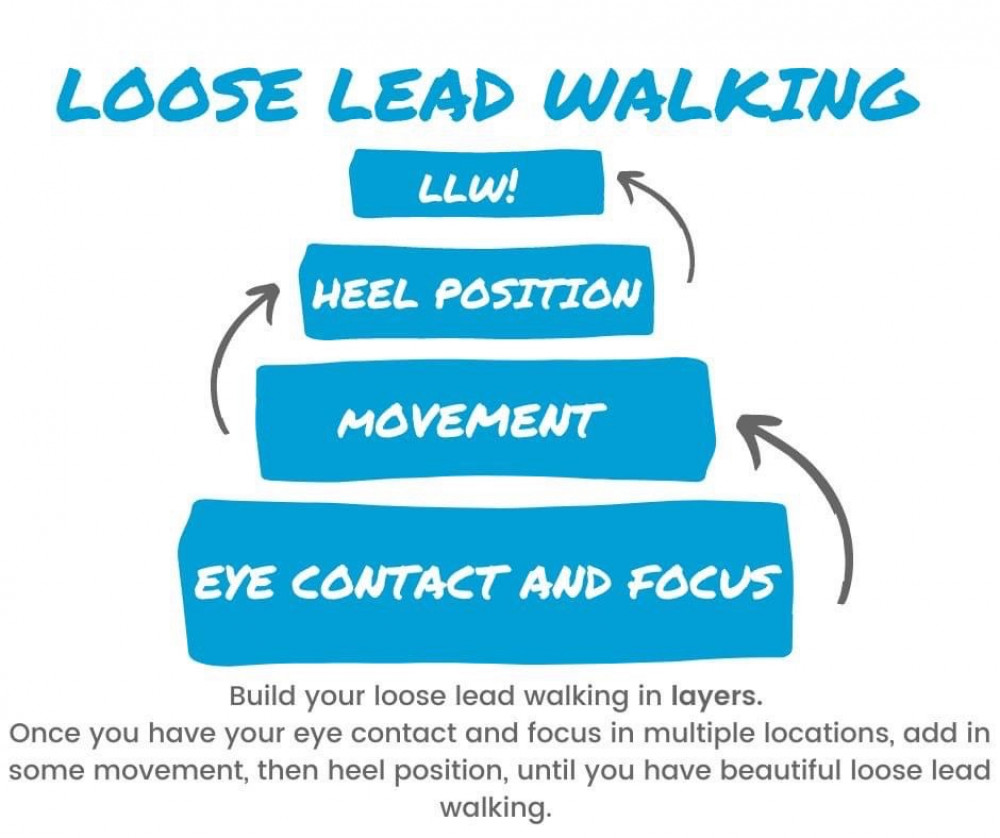 Top tips on loose lead walking with your dog