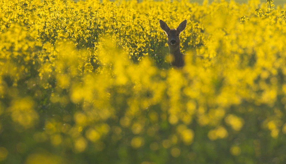 Deer in a rapeseed field (Picture: SWNS)